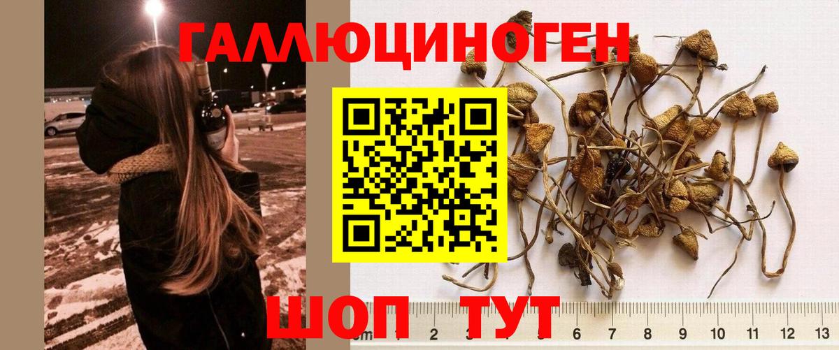 Псилоцибиновые грибы Psilocybine cubensis Каспийск
